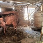 चापोरा बिजली ग्रिड परिसर बना भैंसों का तबेला।