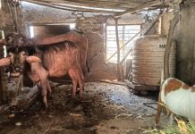 चापोरा बिजली ग्रिड परिसर बना भैंसों का तबेला।