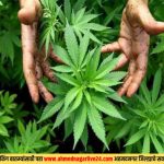 खडका रोडवरील ताज नगरात २२ किलो गांजा जप्त ; दोघांना अटक
