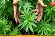 खडका रोडवरील ताज नगरात २२ किलो गांजा जप्त ; दोघांना अटक