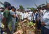 सीएम से मुलाकात के अगले दिन खेतों में पहुंचे सांसद-नेपानगर विधायक, किसानों को दिलाया राहत का भरोसा