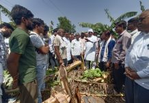 सीएम से मुलाकात के अगले दिन खेतों में पहुंचे सांसद-नेपानगर विधायक, किसानों को दिलाया राहत का भरोसा