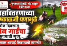 महावितरणाच्या निष्काळजी पणामुळे दोन दिवसात दोन गाईंचा अपघाती मृत्यू, भोर तालुक्यातील घटना!